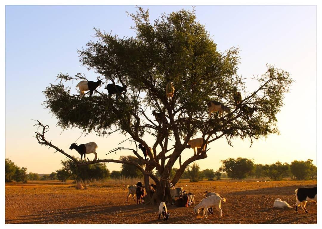 Goats On Argan Trees Experience In *