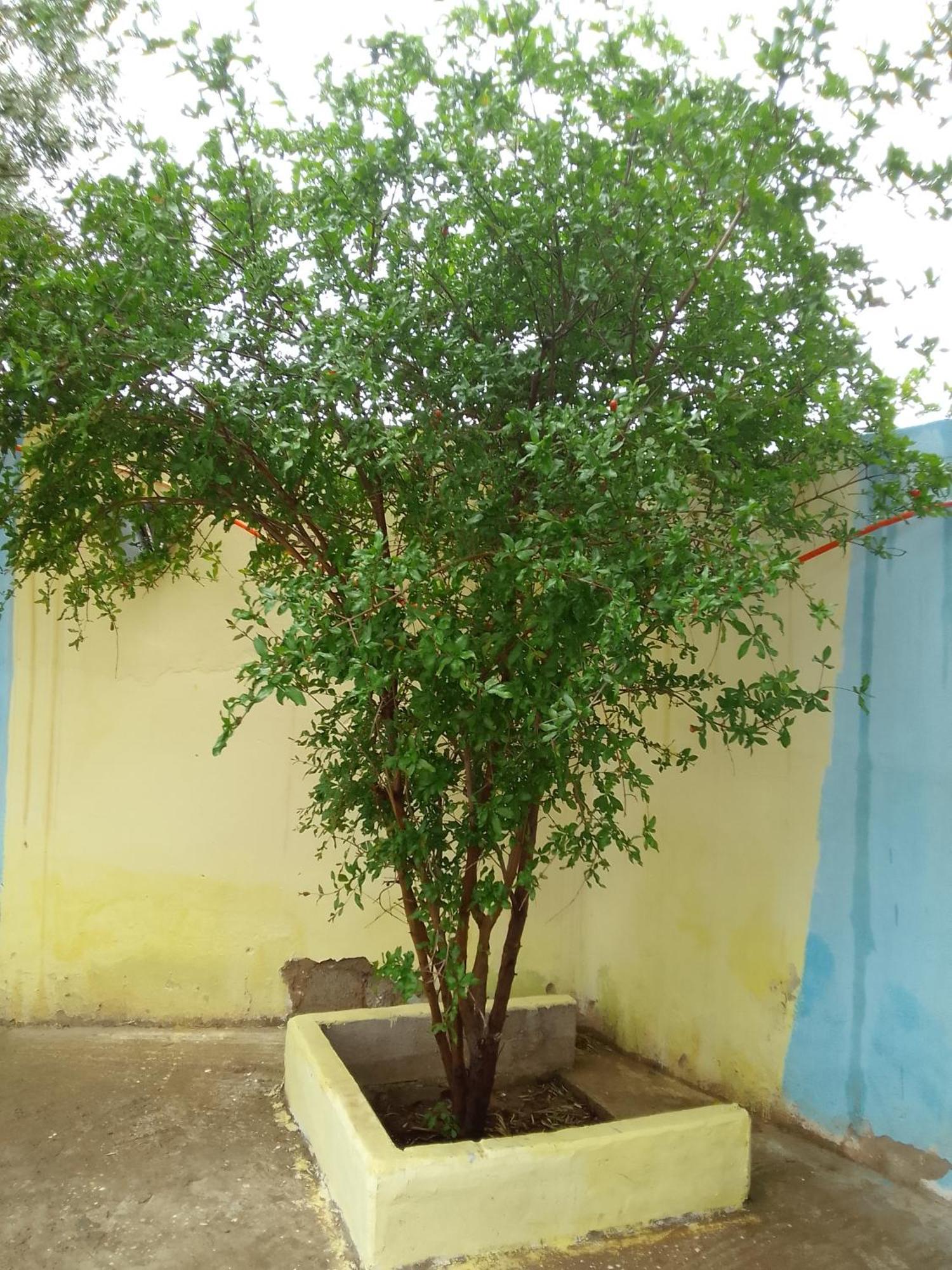 Imiwadar