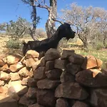 Pedro\'S Camp