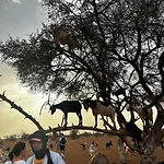 Goats On Argan Trees Experience In Agadir