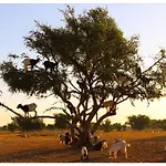 Goats On Argan Trees Experience In Agadir