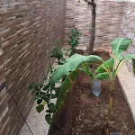 عروست البحر