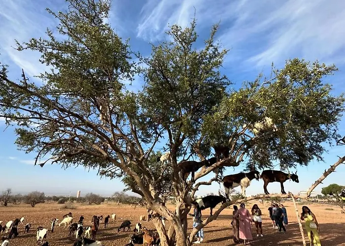Goats On Argan Trees Experience In Agadir