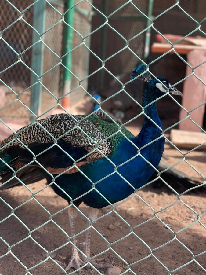 Farm stay La Vida Agadir