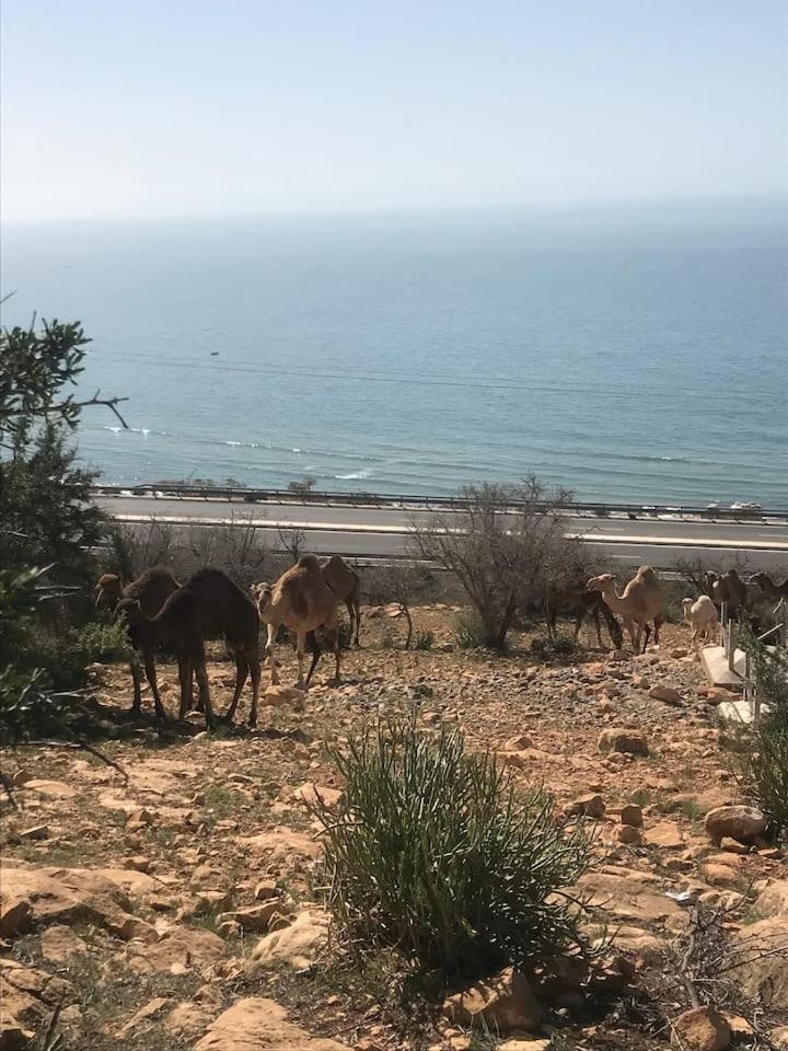 Luxury tent Pedro's Camp Agadir