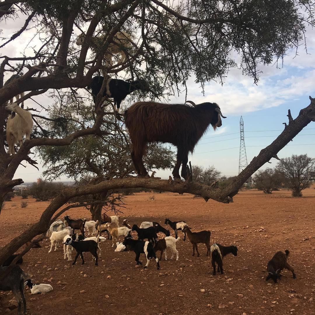Goats On Argan Trees Experience In Apartment *