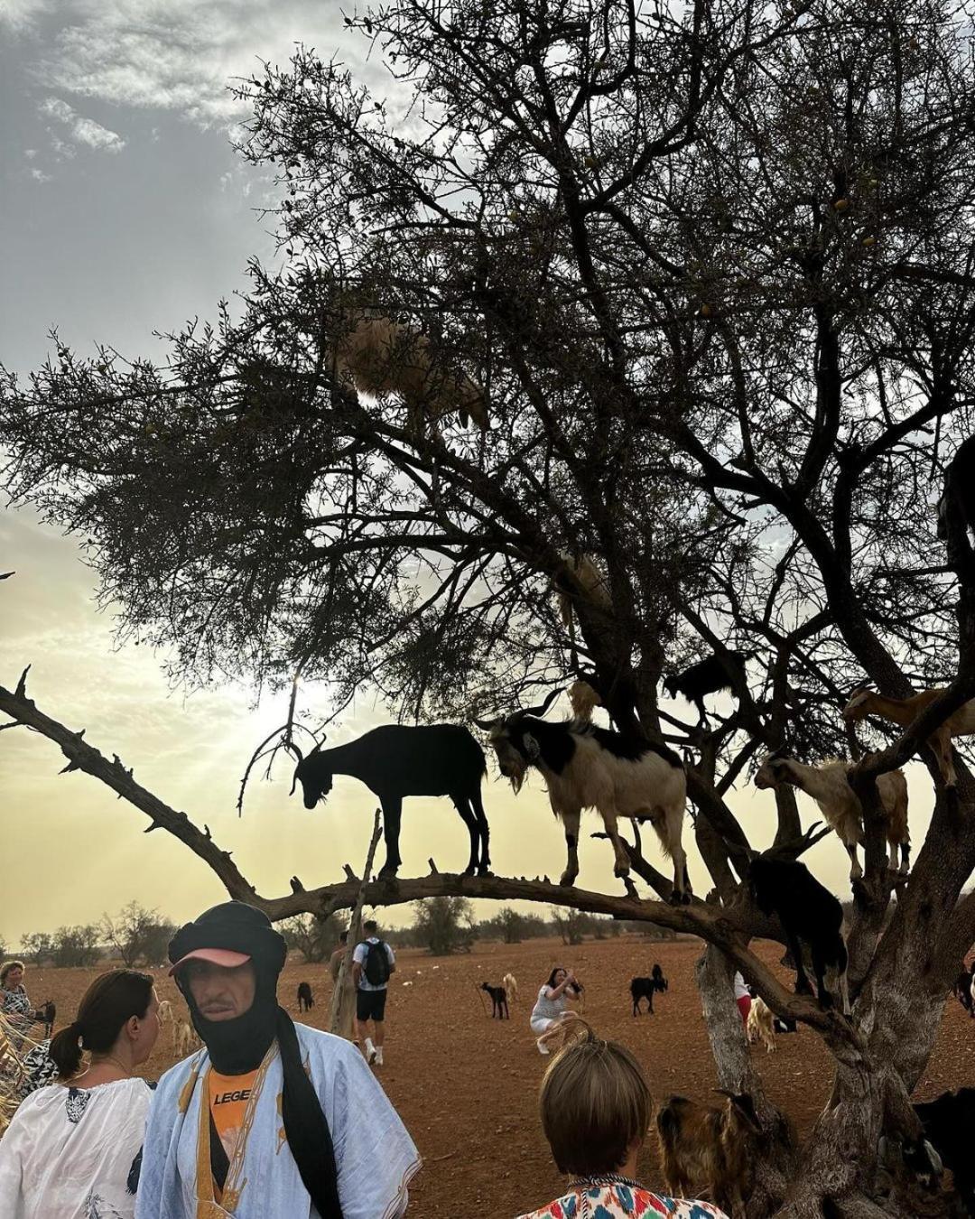 Apartment Goats On Argan Trees Experience In Agadir