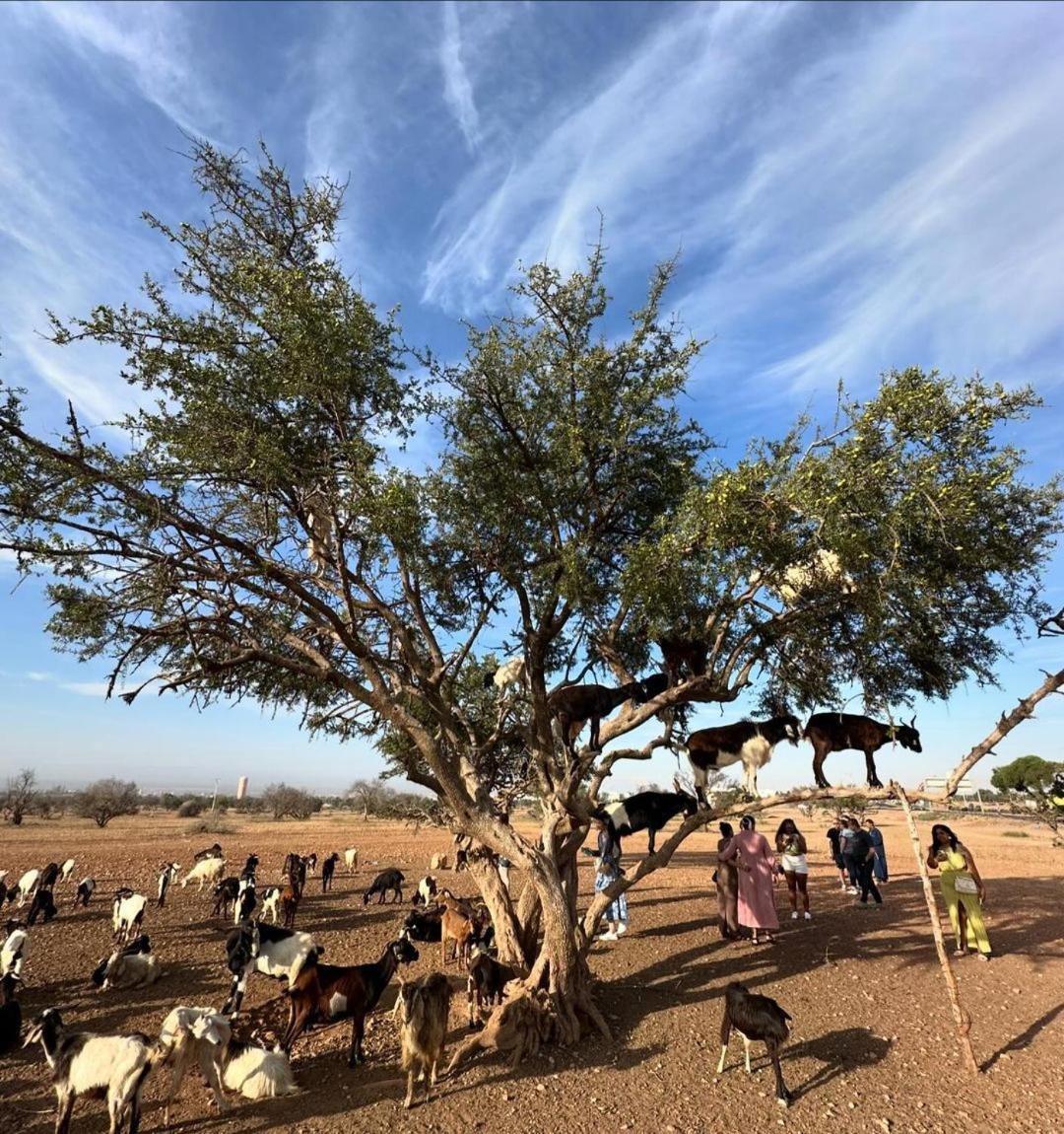 Goats On Argan Trees Experience In Apartment