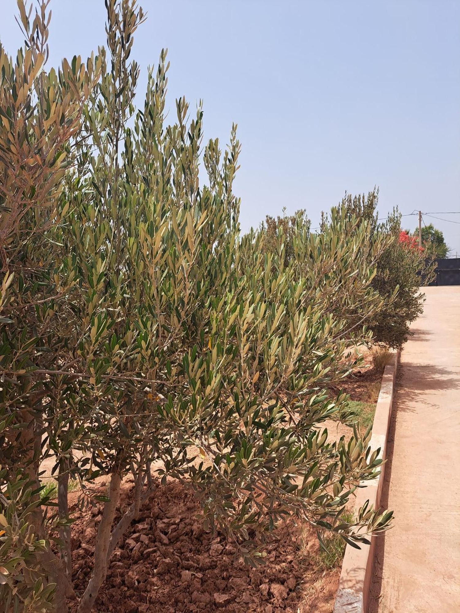 Roja Villa Agadir