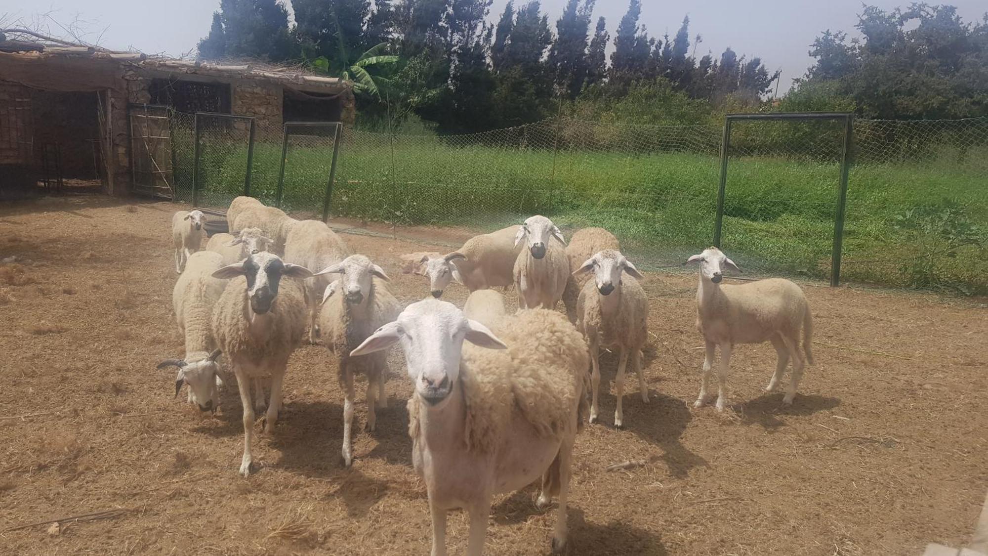 Ferme Avec Piscine Privee * Agadir