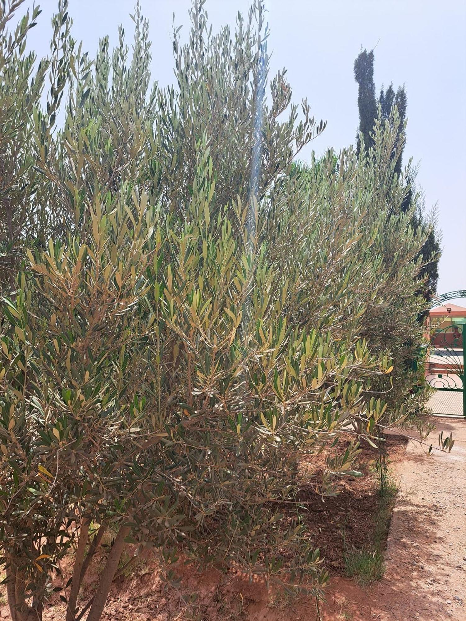 Roja Villa Agadir