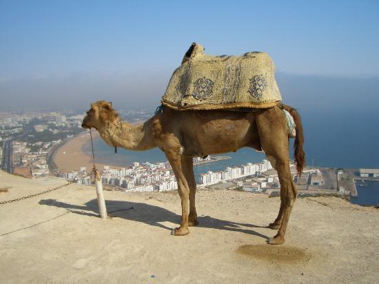 Mogador *