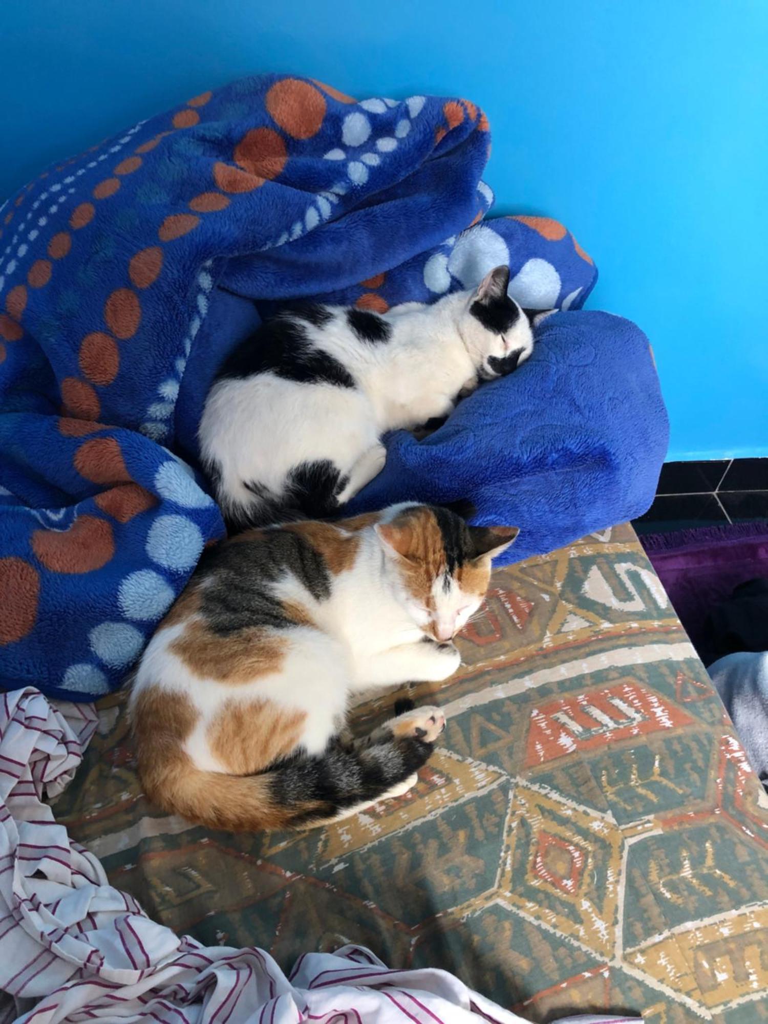 Bed & Breakfast Moroccan Family House